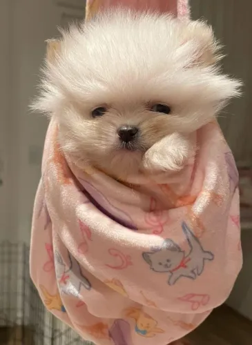 Cachorro Lulu companheiro ideal para a Copa e toda a família