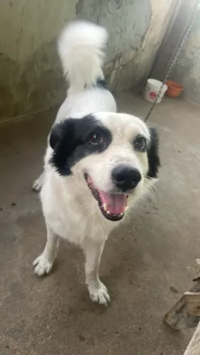 Cachorro mestiço borde collie com pastor australiano ?
