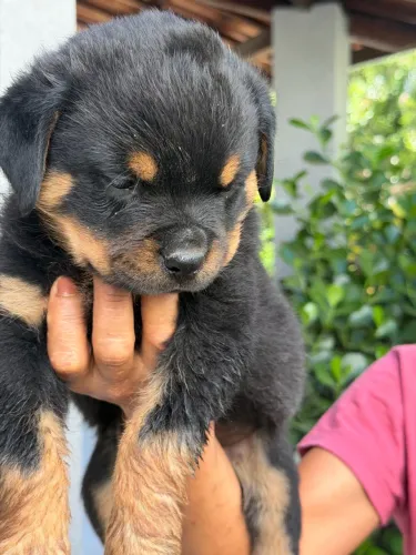 Filhote de Rottweiler fêmea