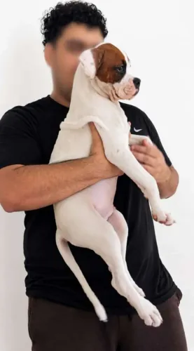 Cachorro!