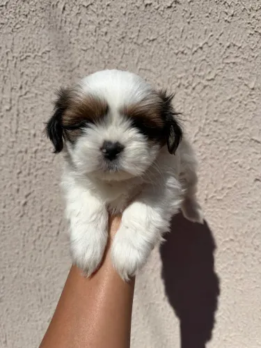 Filhote Shih Tzu Fêmea