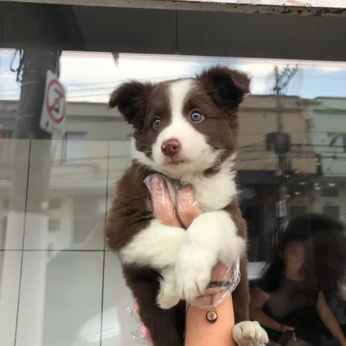 Border Collie chocolate 