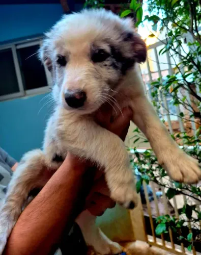 Filhote de Border Collie o pequeno campeão que encanta em cada nova descoberta 