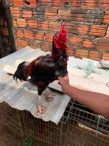 Galo