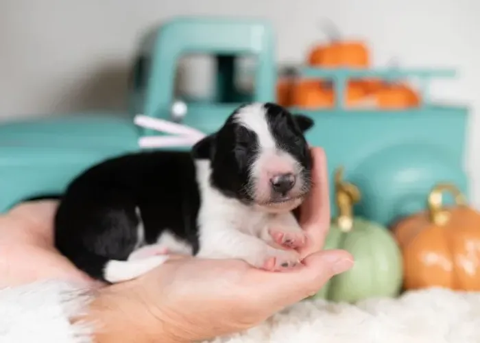 Filhotes de Border Collie | Patinhas de ouro.