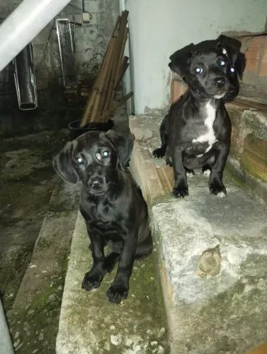 Adoção de cachorrinhos!!