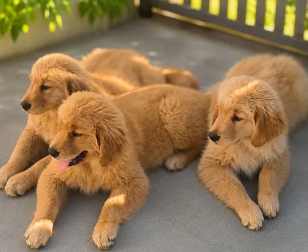 Golden Retriever Puro Amor 