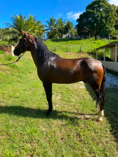Cavalo Mangalarga Marchador