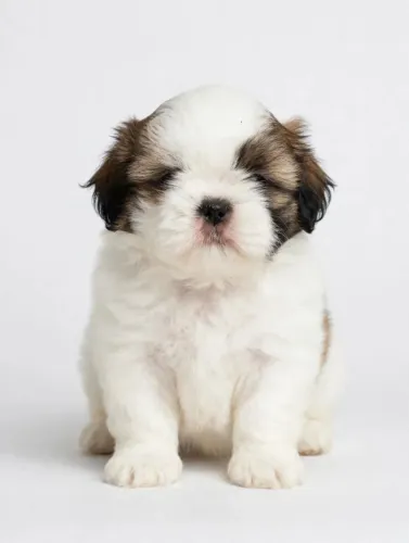 Vende-se Shih-tzu macho