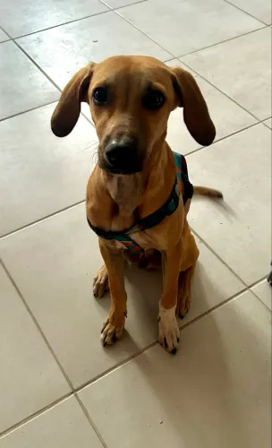 Adoção Responsável: Loki, filhote de 4 meses muito dócil.