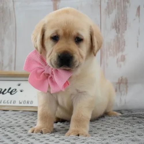 Labrador- Criados com amor