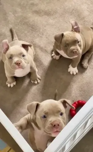 American Bully Conheça Um Filhote Que Encanta Em Cada Detalhe 