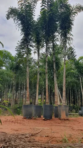 PALMEIRA RABO DE RAPOSA