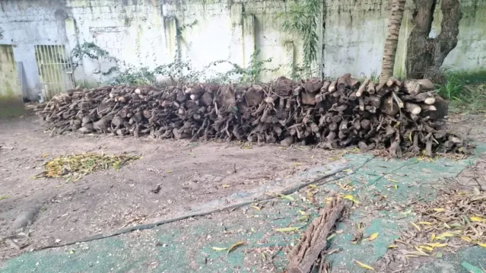 maderia para fogueira de são joão