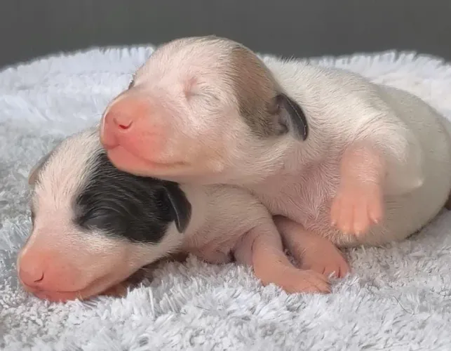 Filhote FÊMEA Italian Greyhound/Galguinho Italiano/ Pequeno Lebrelito Italiano