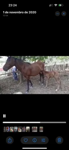 Égua