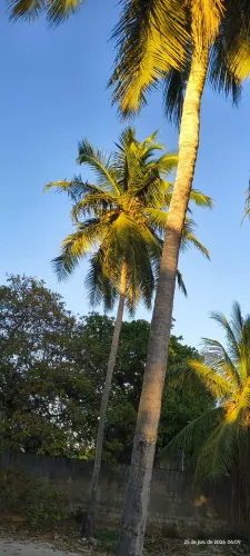 Coqueiro de praia