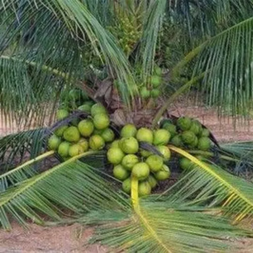 Mudas de côco anão partir de 50cm