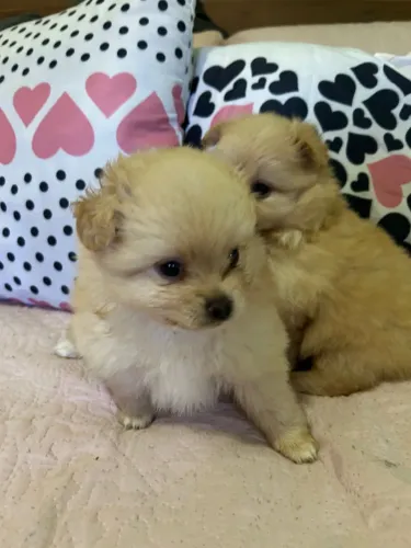 Filhotes de Spitz Alemão