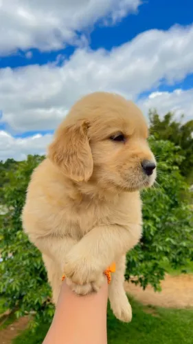 golden retriever fofos