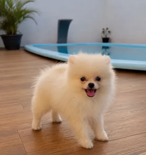Spitz alemão anão 