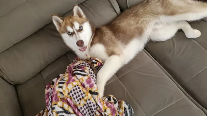 Filhote husky