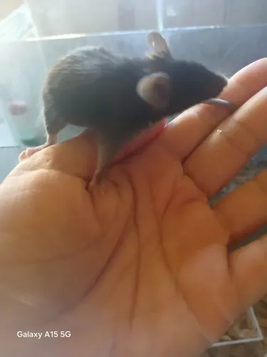 Camundongo Pet