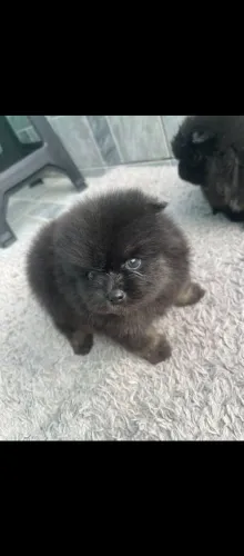 Lulu Pomerânia ursinho com pedigree 