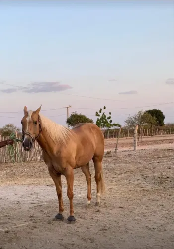 CAVALO DE VAQUEJADA