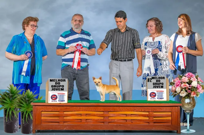 Chihuahua filhotes de Campeões Importados