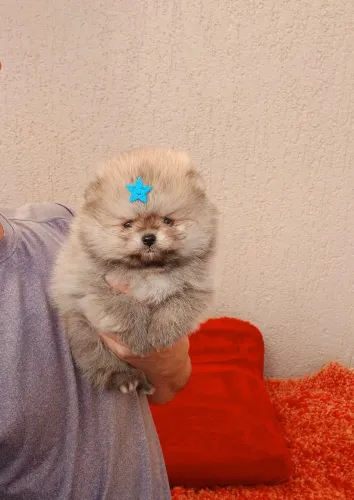 Spitz alemão lulu da pomerania 