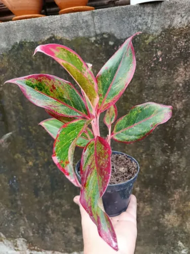 Aglaonema
