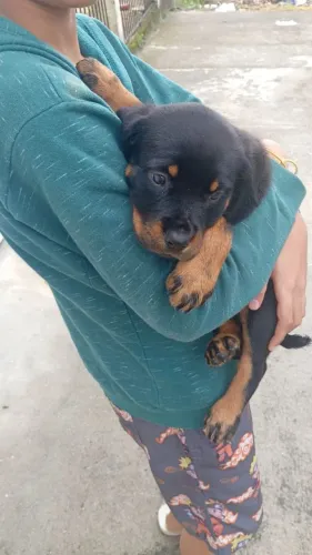 Filhotes de Rottweiler Fêmea 