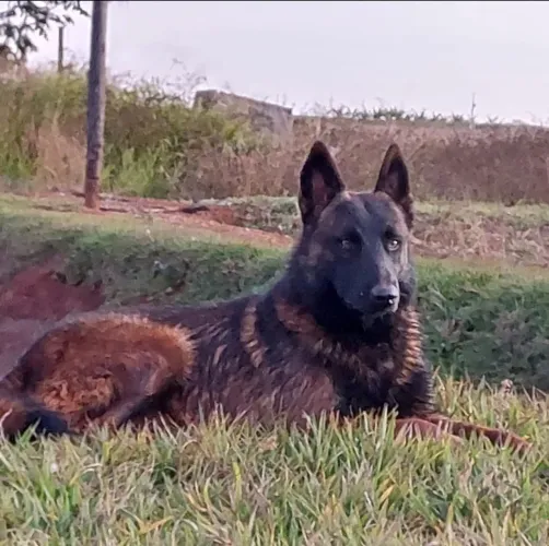 Pastor belga de Malinois 