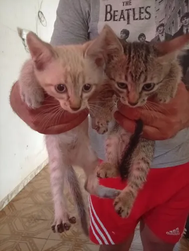 Doação de Gato
