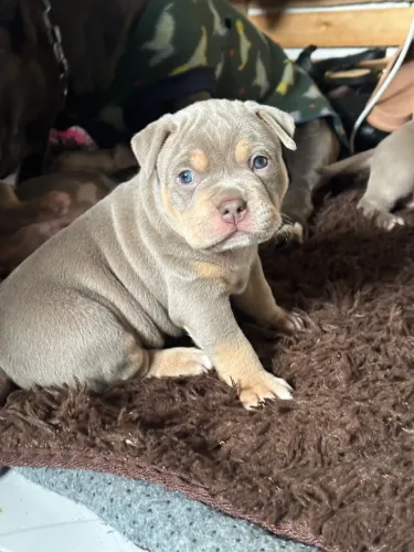 Filhote American Bully