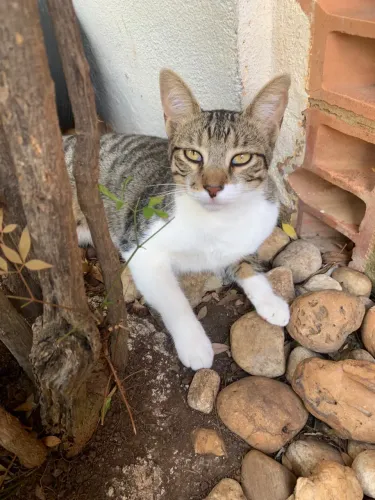 Gatinho macho para adoção responsável