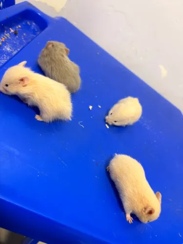 Vendo filhotes de hamster sírio