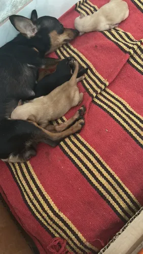 Vendo filhote de Pinscher 0