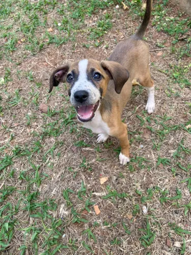 Filhote de cachorro fêmea para adoção responsável