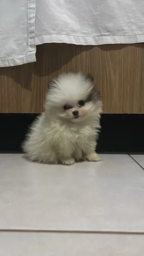Spitz alemão