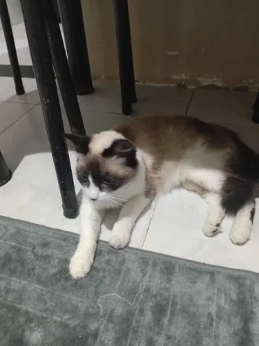 Gata para doação responsável fêmea