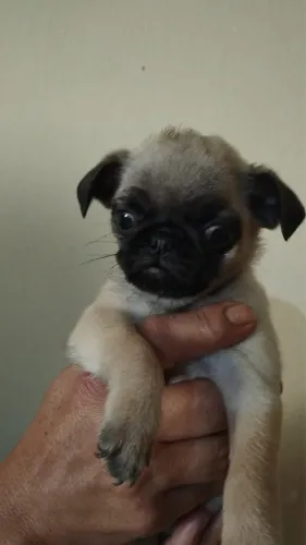Pug feminha
