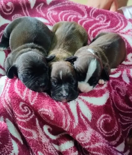 Filhotes de dachshund (salsichinha)