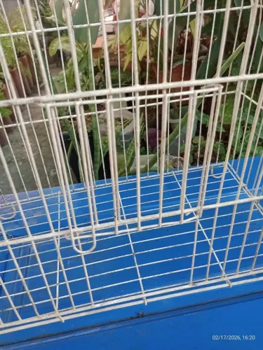 Gaiola para transportar aves