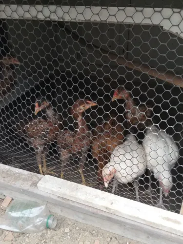 Galinhas 