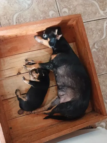 Vendo filhote de pinscher