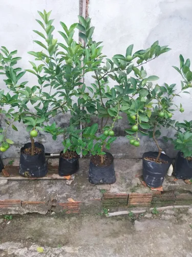Frutíferas 