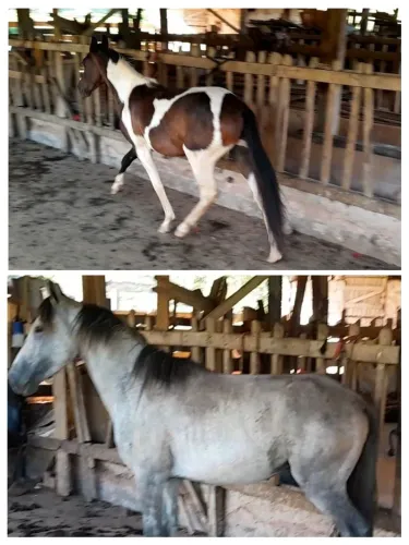 Potros Mangalarga pampa e tordilho 