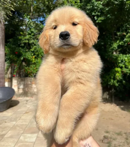 Golden parrudo com 68 dias vermifugado 